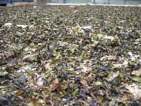 煎った茶葉を干しています
