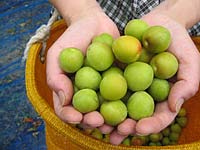 小梅収穫開始
