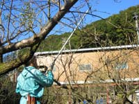 おじさんが剪定中