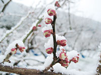 南高梅のつぼみ(1月27日)