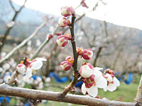南高梅開花(2月22日)