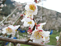 南高梅満開(2月27日)