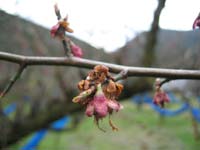 花びらが散りました(3月11日)