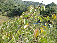 南高梅の木(11月26日)