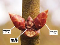 花芽と葉芽