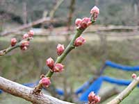 南高梅のつぼみ(1月15日)