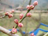 南高梅のつぼみ(2月3日)