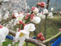 南高梅開花始め(2月13日)