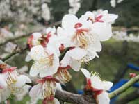 南高梅満開(2月17日)
