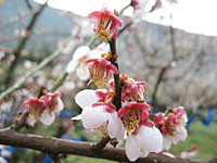 満開を過ぎて(3月11日)