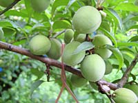 順調に育ってます(5月12日)