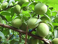 収穫まであと少し(5月28日)