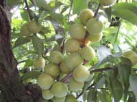 小梅収穫(6月4日)