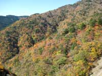 高野山の紅葉1