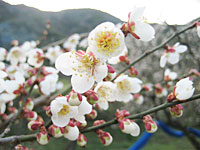 南高梅満開(2月20日)