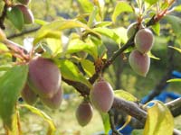 南高梅(4月8日)