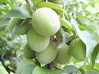 南高梅(5月12日)
