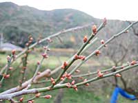 南高梅(12月14日)