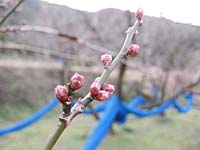 南高梅のつぼみ(1月22日)