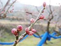 南高梅のつぼみ(2月7日)