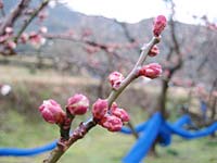 南高梅」のつぼみ(2月17日)