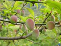 南高梅(4月9日)