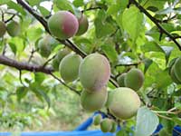 南高梅(4月23日)