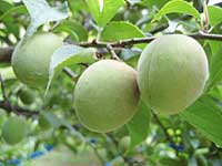 南高梅(5月16日)