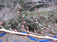 南高梅のつぼみ(1月25日)