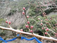 南高梅のつぼみ(12月24日)