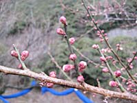 南高梅の木