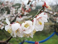 南高梅満開(3月1日)