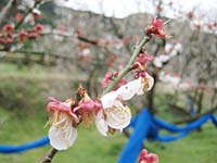 満開を過ぎて(3月6日)