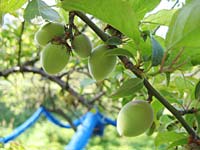 南高梅(4月25日)