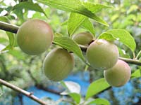 小梅収穫(6月5日)