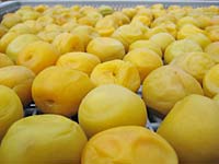 天日干し作業開始