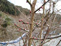 南高梅のつぼみ(1月27日)