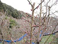 南高梅のつぼみ(2月8日)