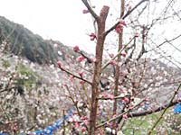 南高梅開花(2月19日)