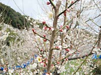 南高梅5分咲き(2月27日)