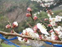 南高梅開花(3月4日)