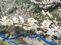 南高梅満開(3月7日)