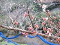 花が散りました(3月23日)