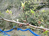 南高梅誕生(4月6日)