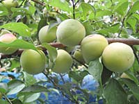 南高梅(6月24日)