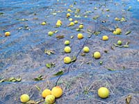 南高梅収穫(6月24日)