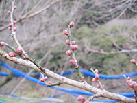 南高梅のつぼみ(1月14日).