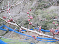 南高梅のつぼみ(1月27日)