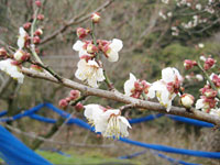 南高梅開花(2月11日)