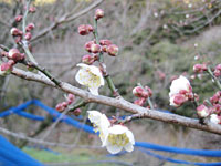 南高梅開花(2月17日)